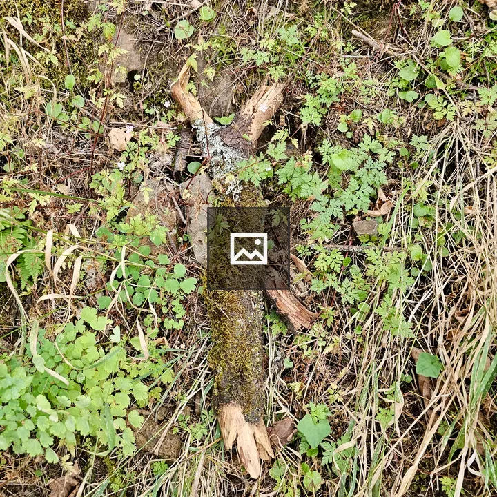 Moss-Covered Branch in Grass