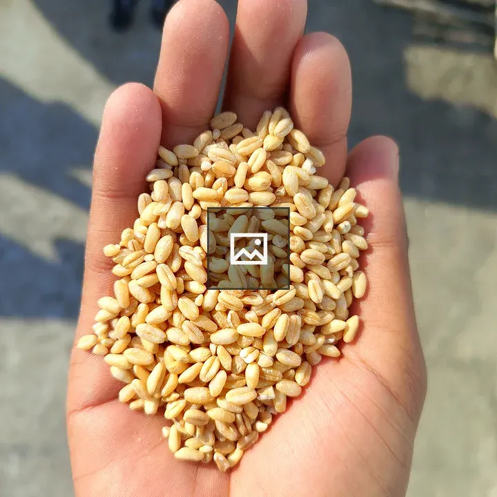 Hand Holding Wheat Grains