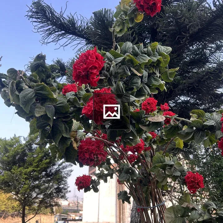 Cluster of red flowers
