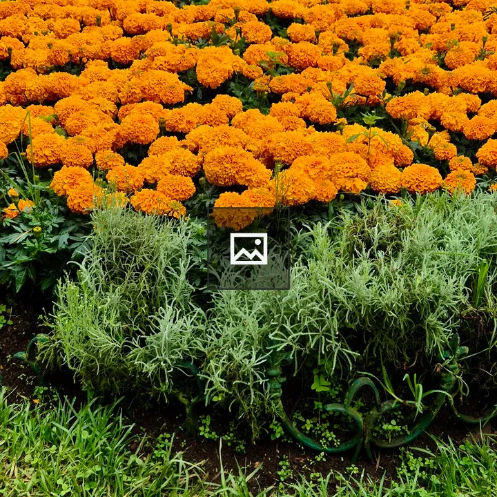 Orange marigold flower bed