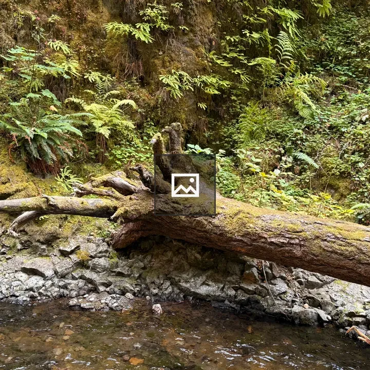 Mossy fallen tree over stream