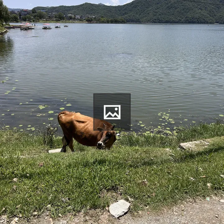 Brown cow by lakeside edge