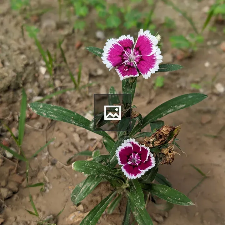 Small Plant with Purple Flowers