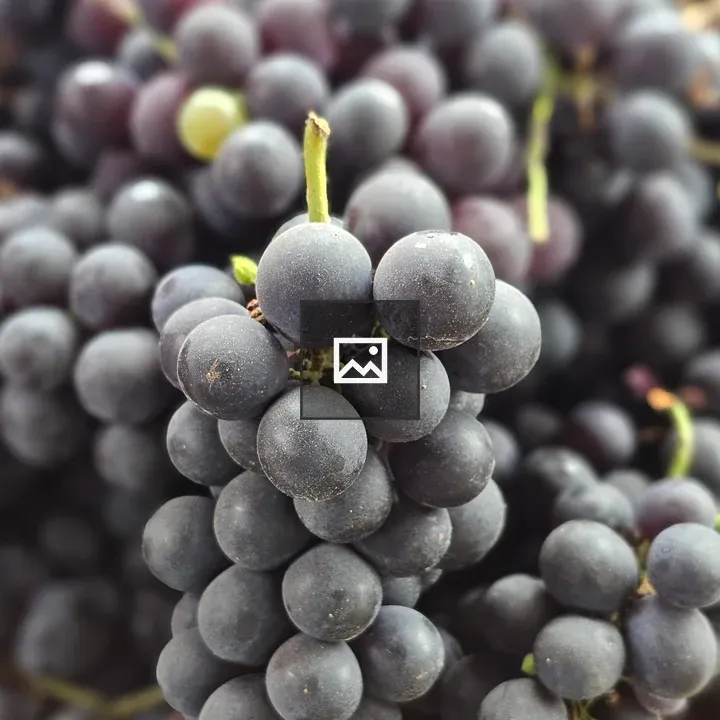 Grapes cluster in natural light