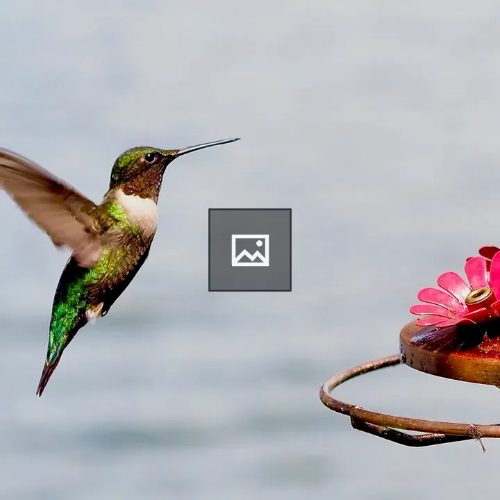 Hummingbird Approaching Feeder