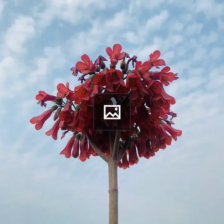 Tall plant with red bell flowers