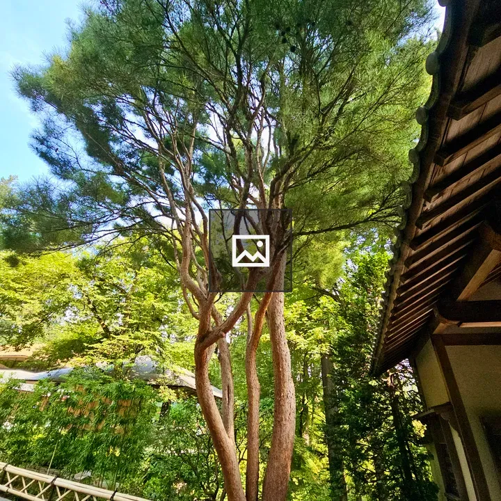 Tall tree beside Japanese structure