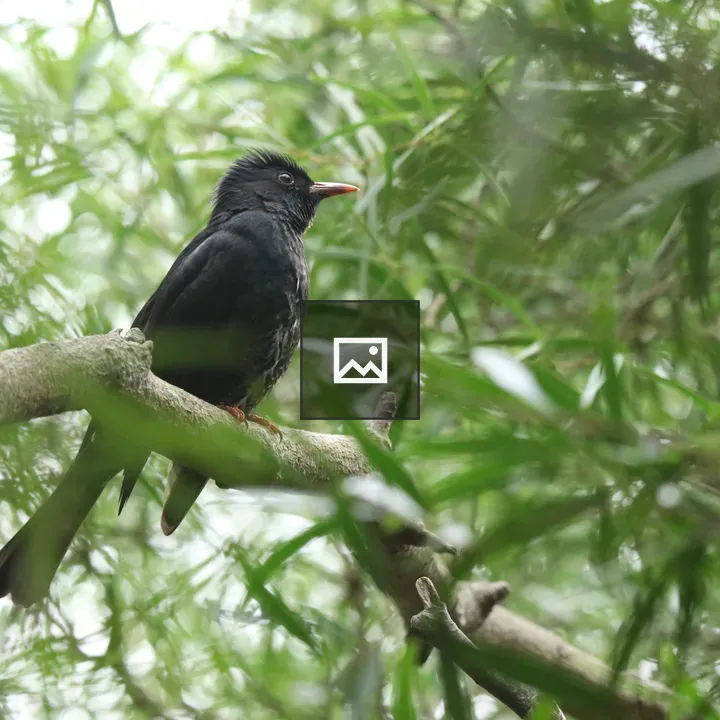 Black crested bird on branch