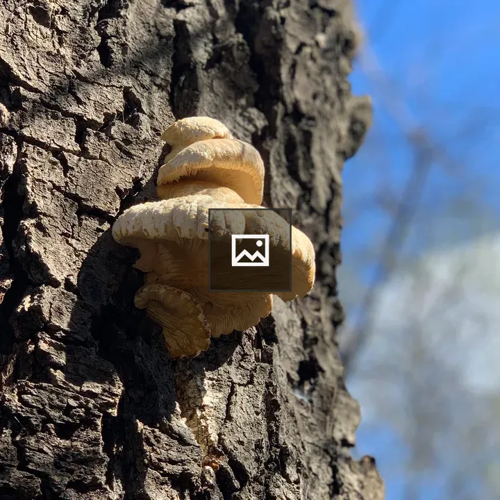 Mushroom Fungus on Tree Bark