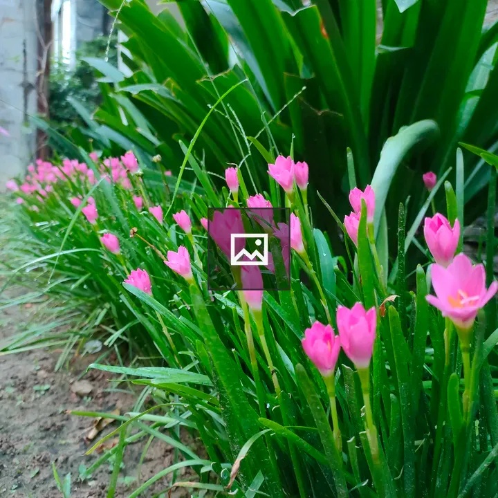 Beautiful Flowers