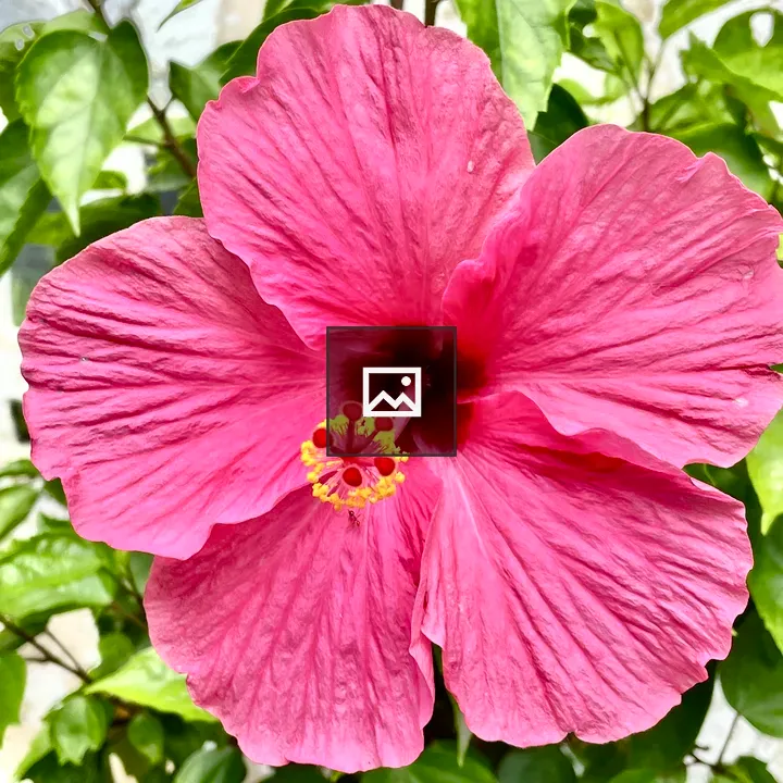 Hibiscus Flower in Garden
