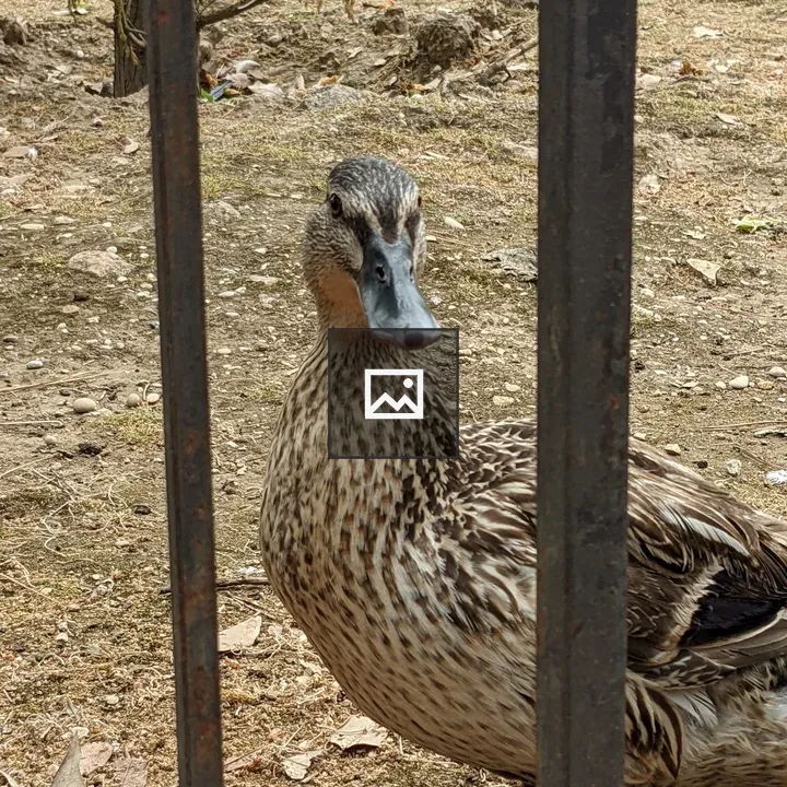 Mallard in Portrait
