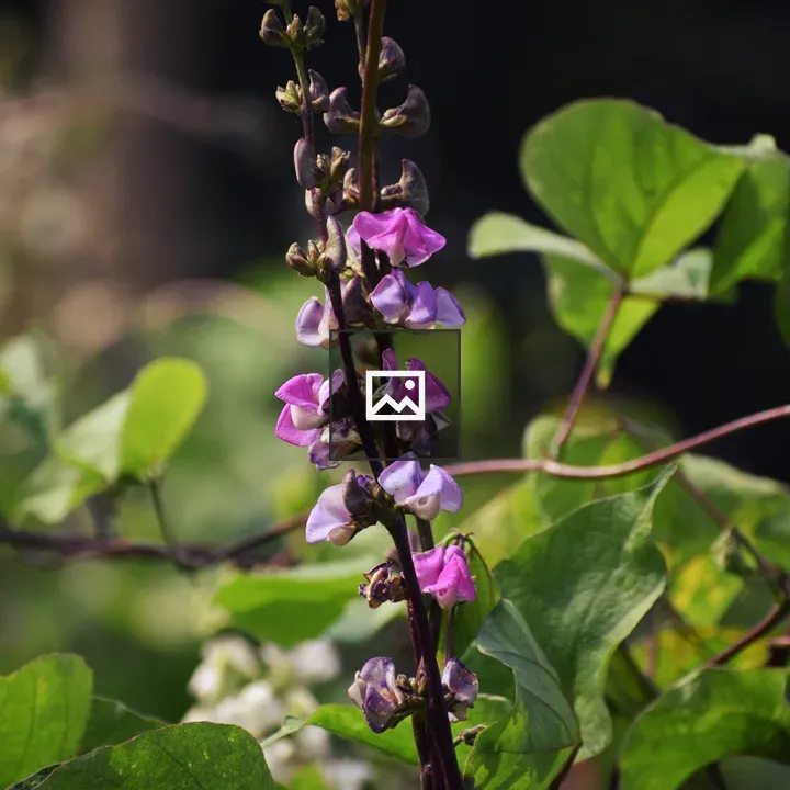 Purple Bean Flower in Greenery