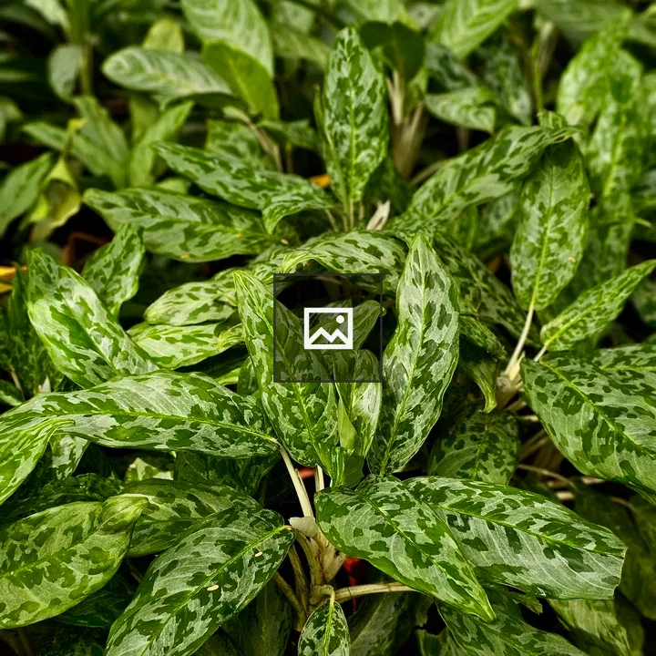 Close View of Lush Green Plants