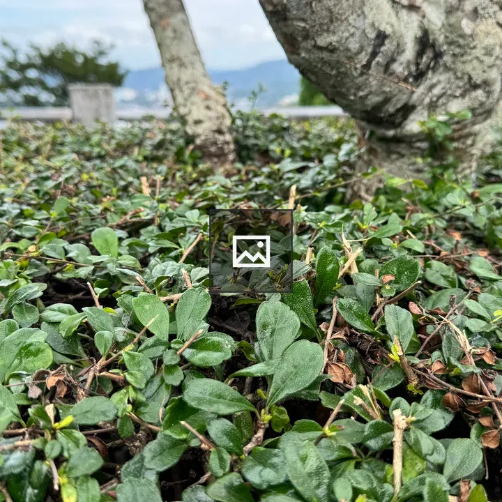 Ground-level hedge in coastal park