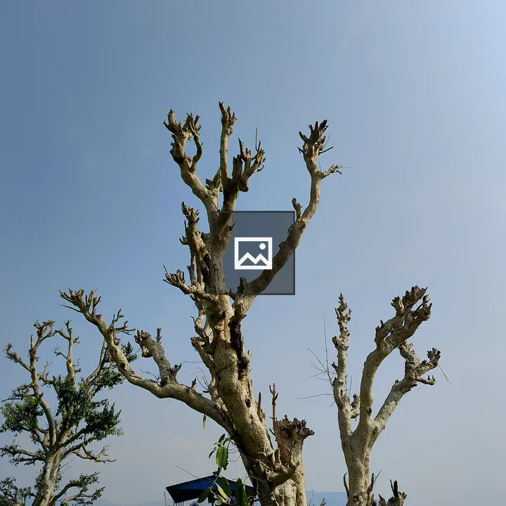Silhouette of Leafless Trees Against Sky