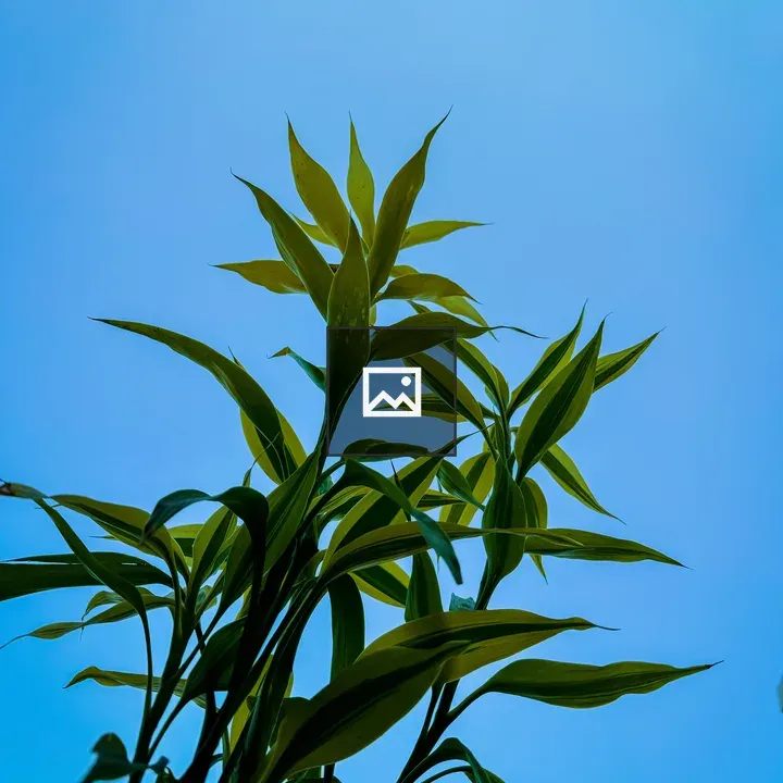 Plant leaves photographed from below