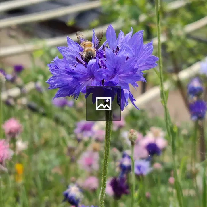 Blue cornflower with bee