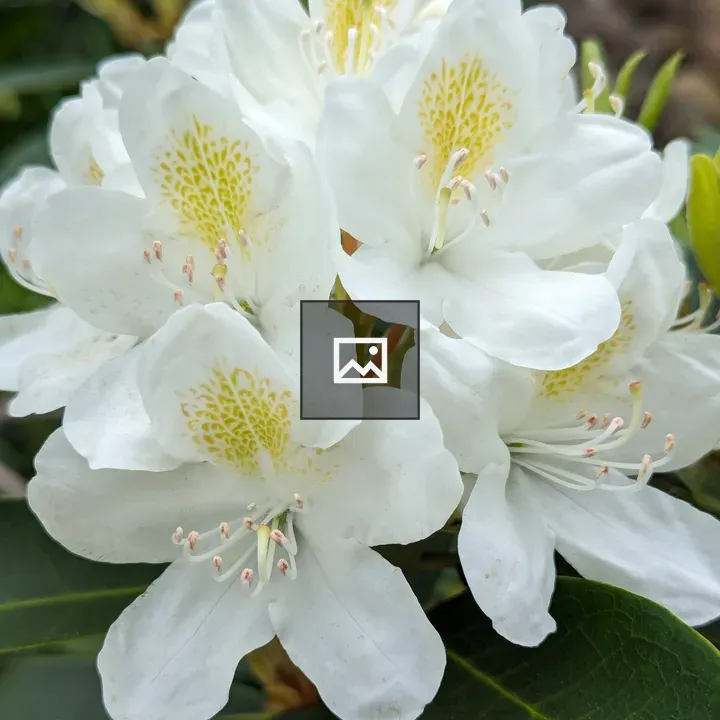 White flowers with yellow spots
