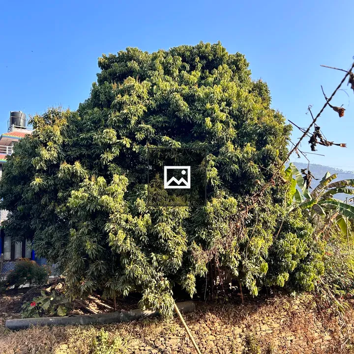 Lychee Tree in Blue Sky