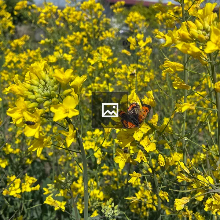 Canola field with butterfly
