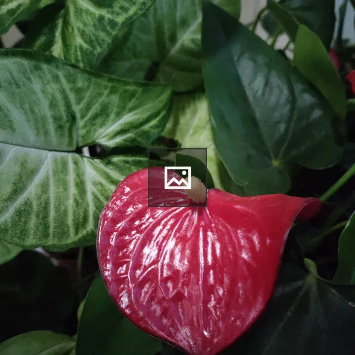 Shiny red anthurium flower