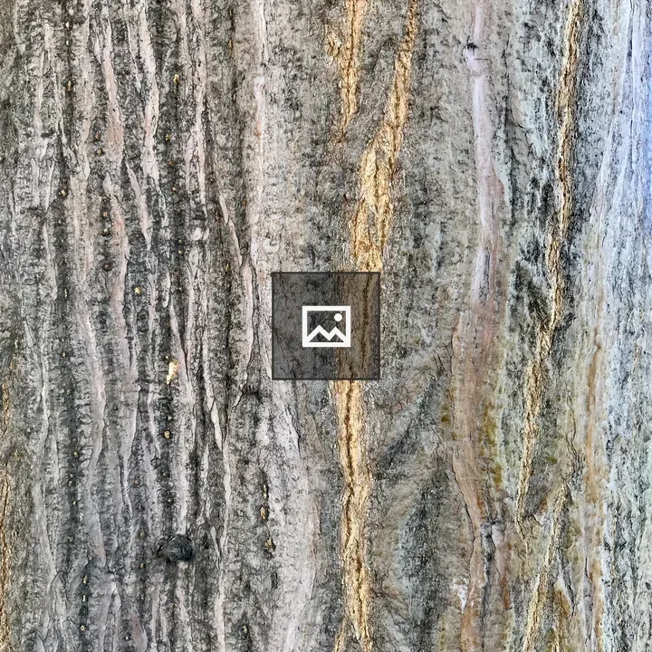 Tree trunk