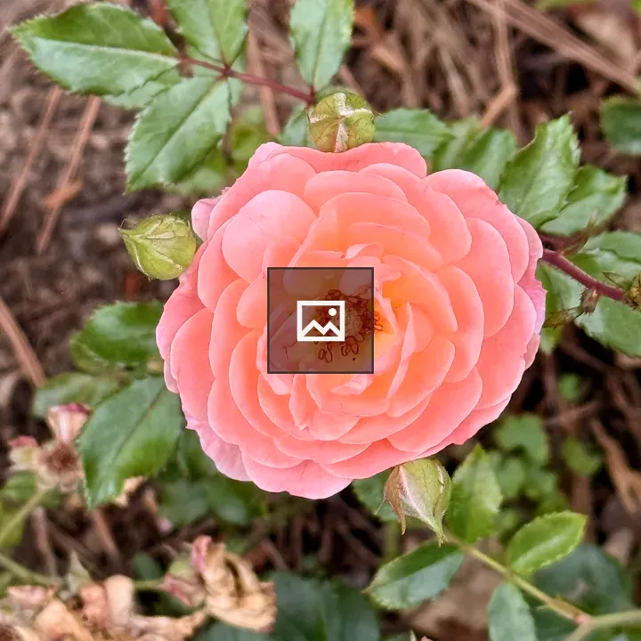 Rose in International Rose Test Garden
