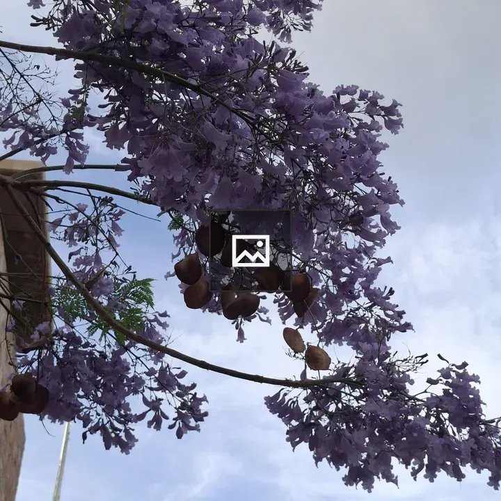 Tree with purple blossoms