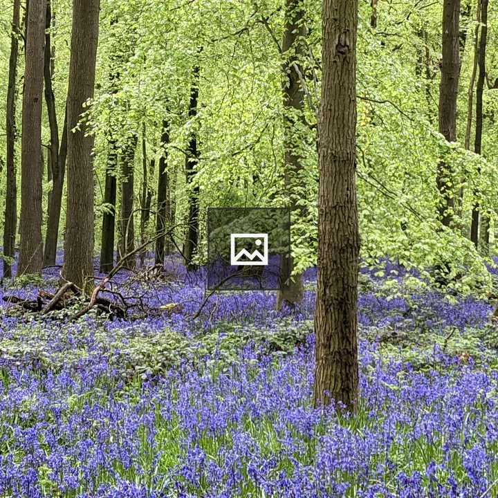 Bluebells in a Hertfordshire Field