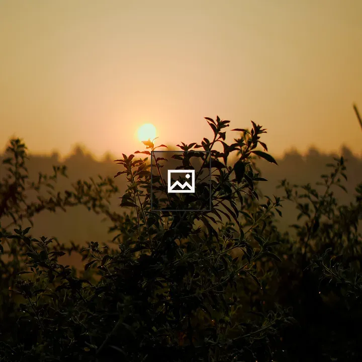 Bushes in Morning Sunlight