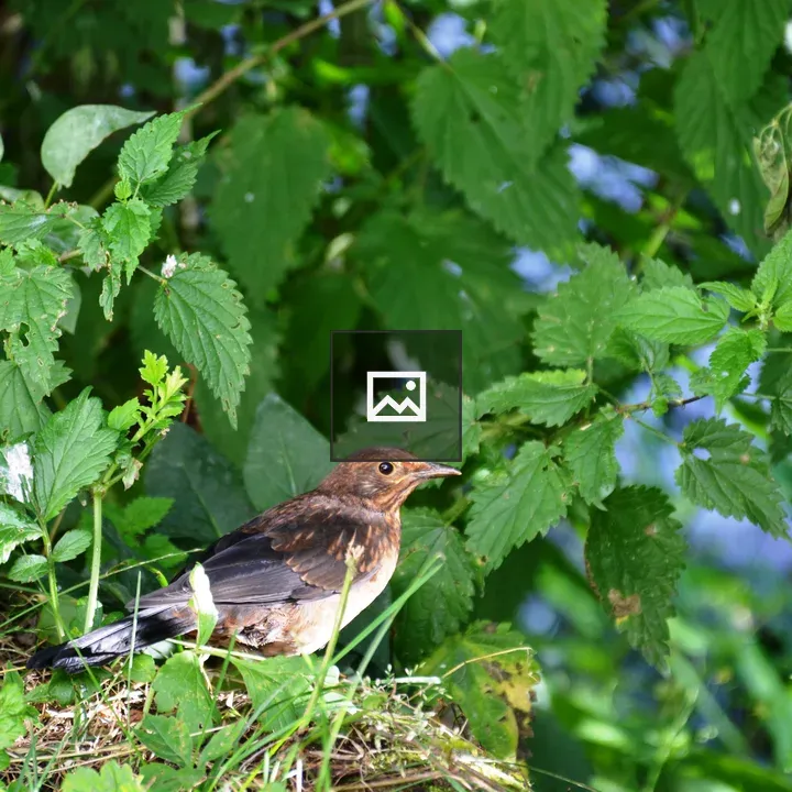 Common blackbird baby