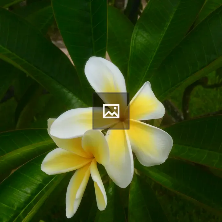 Plumeria Bloom