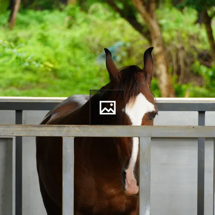 Horse portrait in landscape