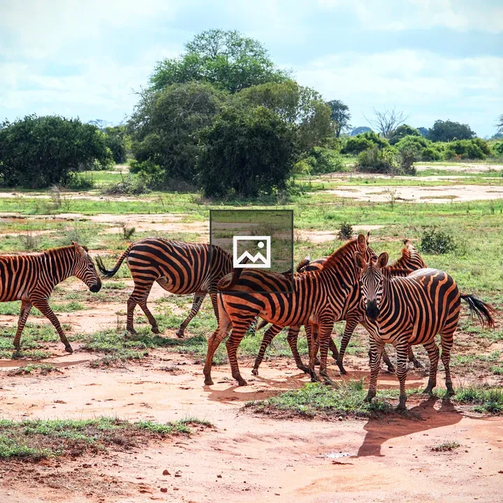 Zebras in Africa