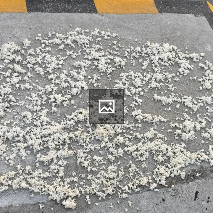 Rice drying on concrete