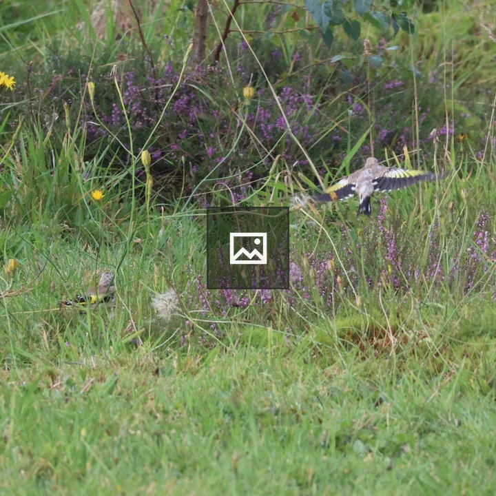 Two Goldfinches in Meadow