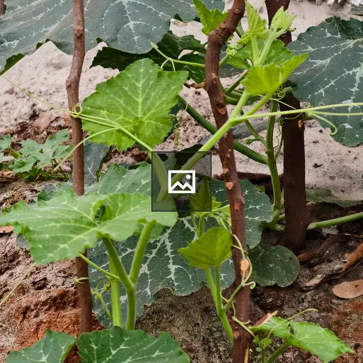 Close-up of climbing green plants