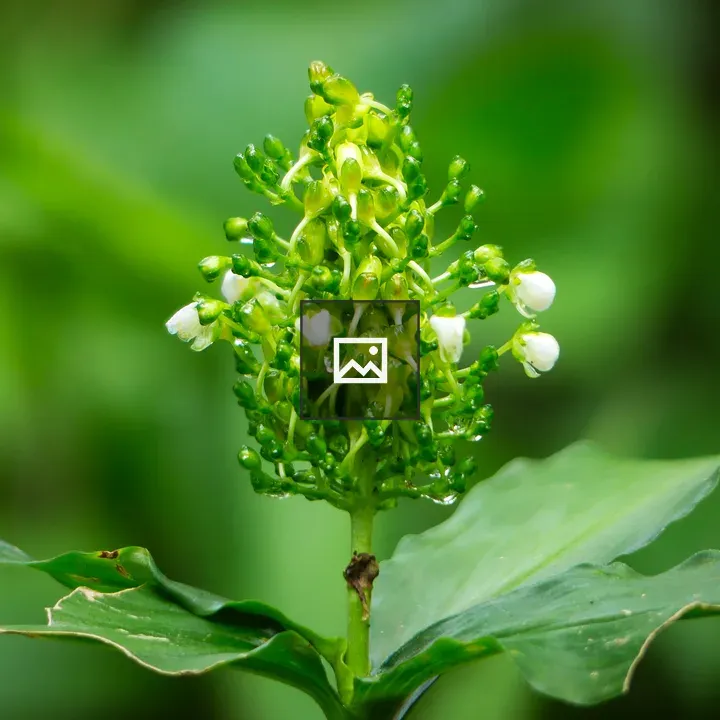 Green plant with white flowers