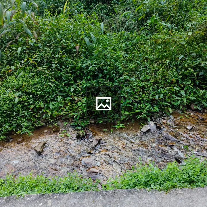 Green area with stream and shrubs