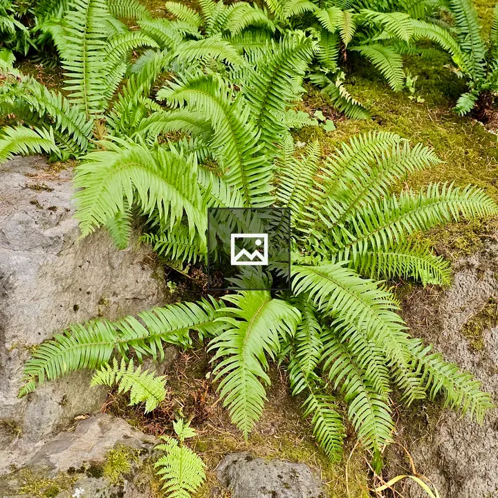 Close-up Ferns on Mossy Rock
