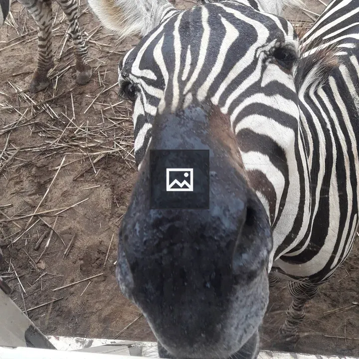 Zebra Face Portrait