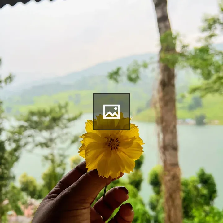 Hand Holding Yellow Cosmos