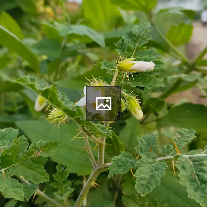 Close-up of green plant with white flowers