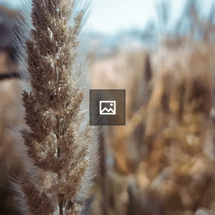 Wheat field