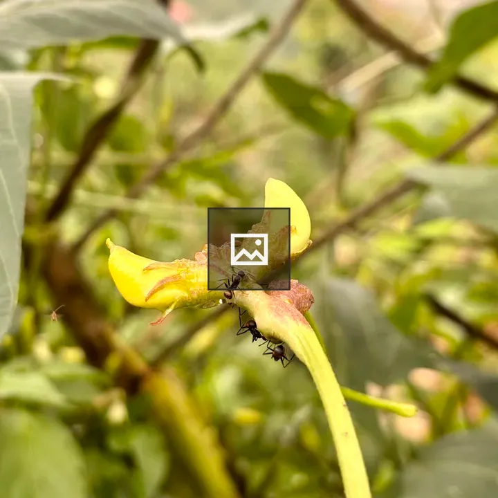 Ants on yellow flower