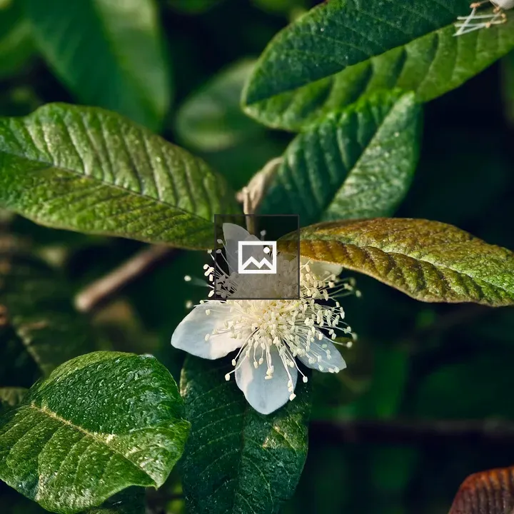 White guava flower on tree