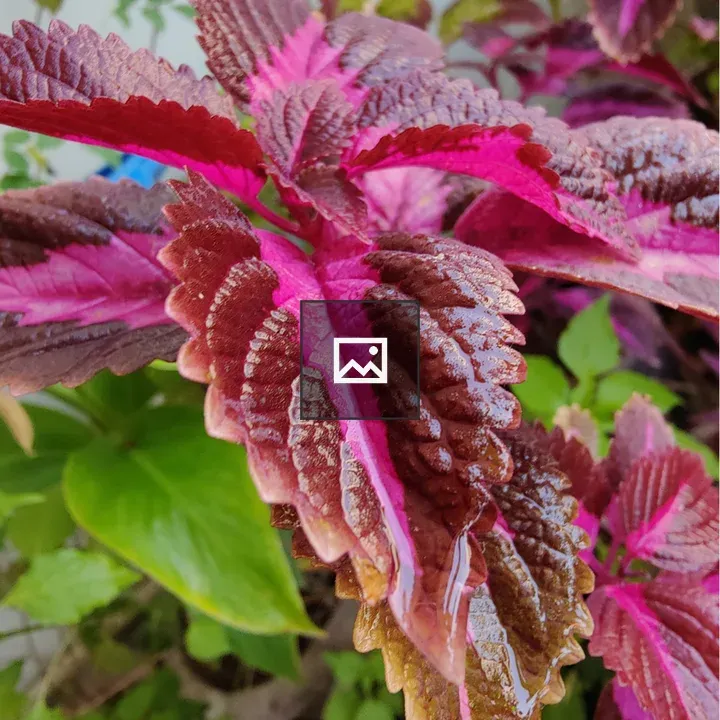 Vibrant leaves close-up
