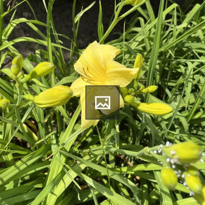 Yellow Flower Among Green Foliage