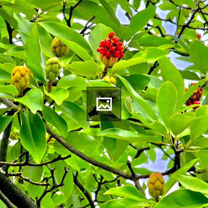 Magnolia virginiana Fruits